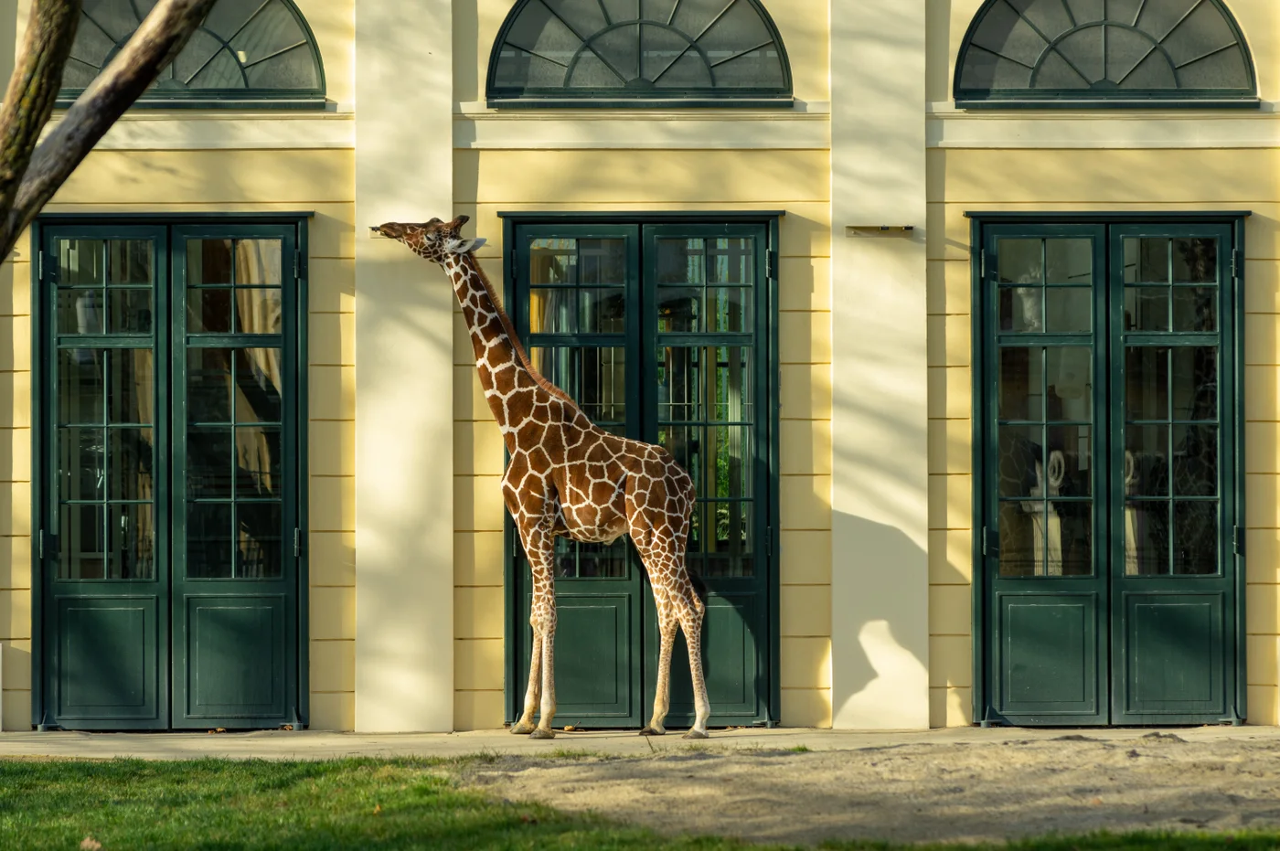 Giraffe (Giraffa camelopardalis)
