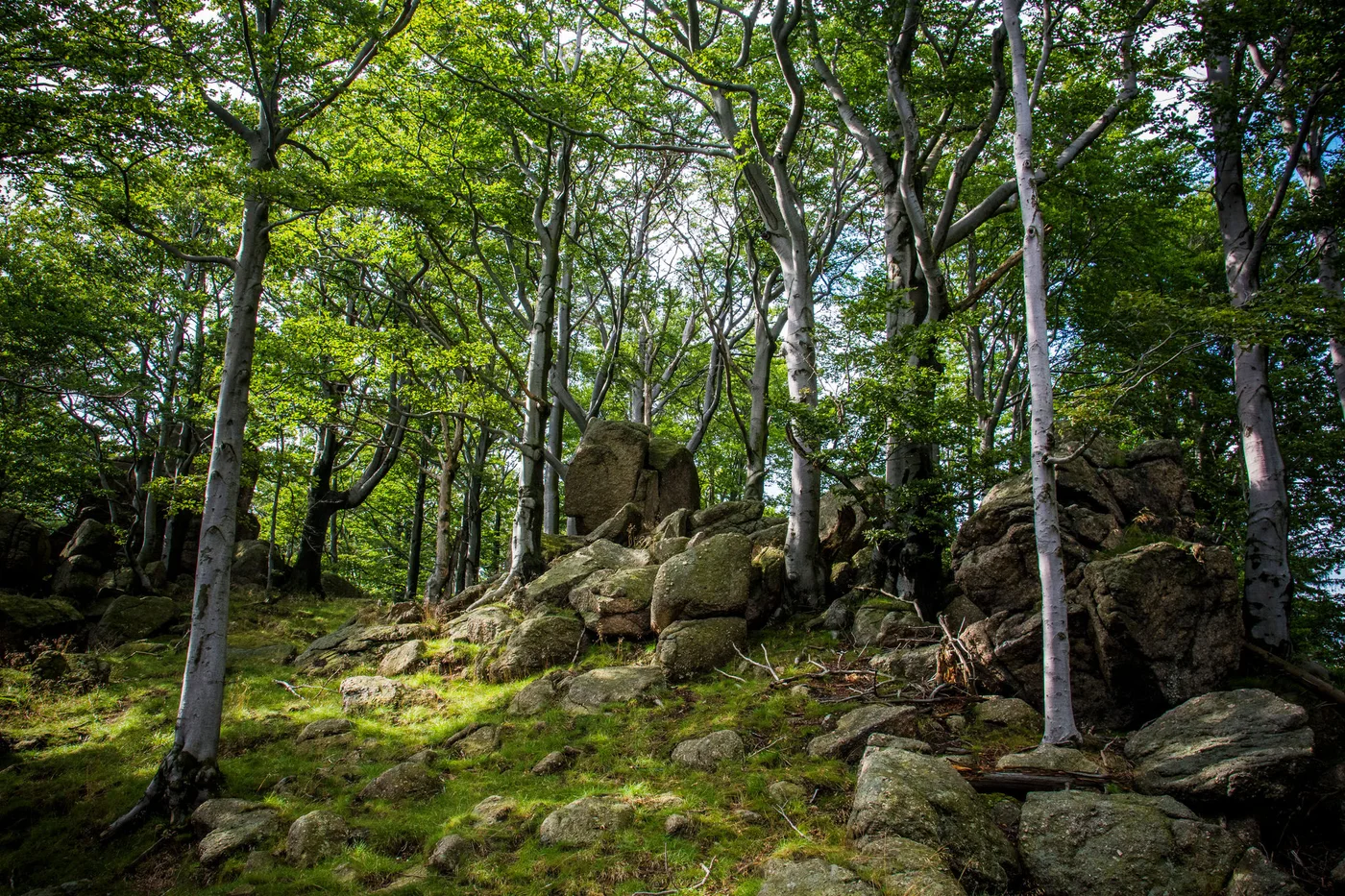 Jizera Mountains, Czech republic, Ancient and Primeval Beech Forests of the Carpathians and Other Regions of Europe