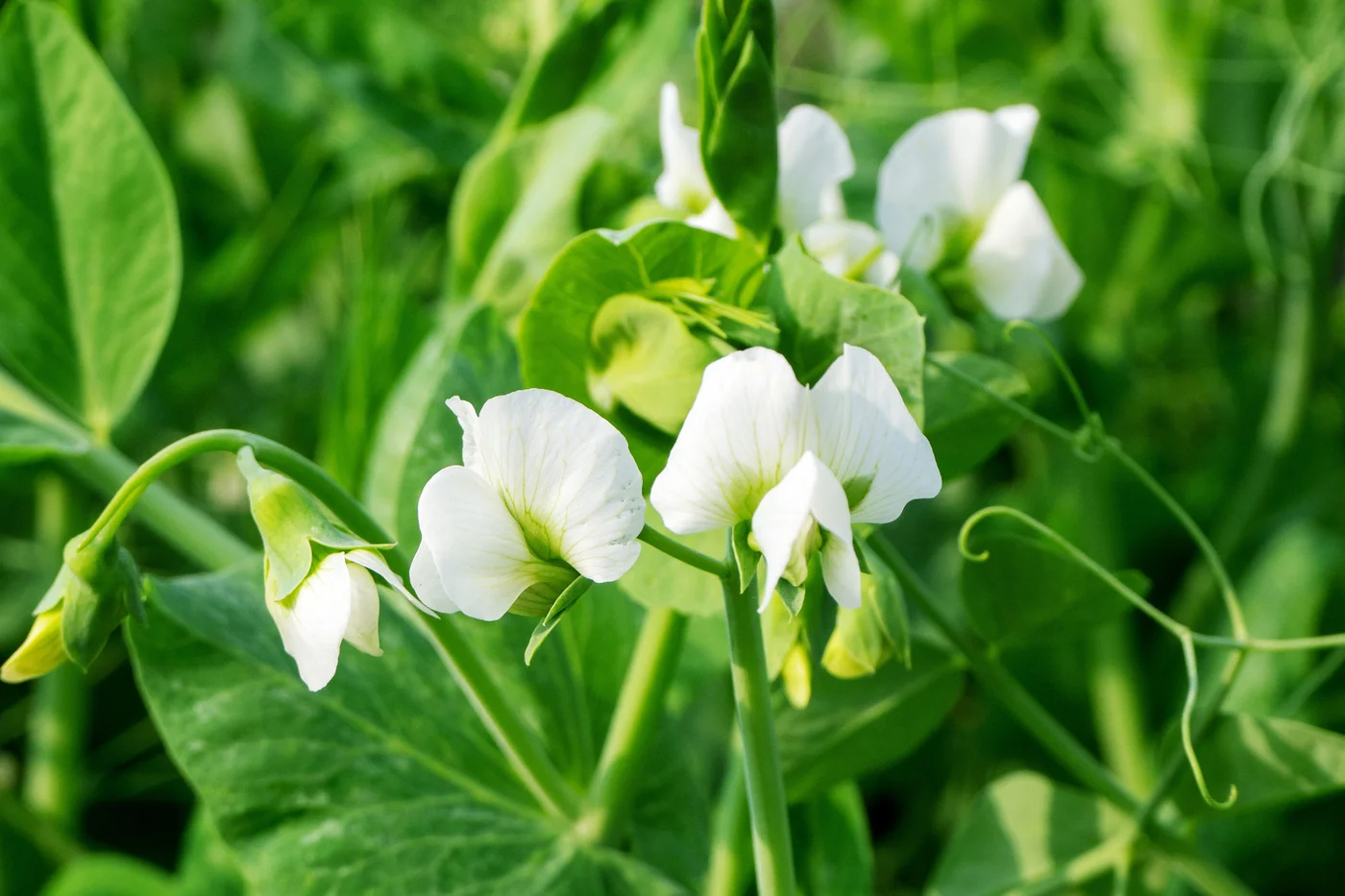 Pea plant blooming. Macro shot. White flowers close-up.