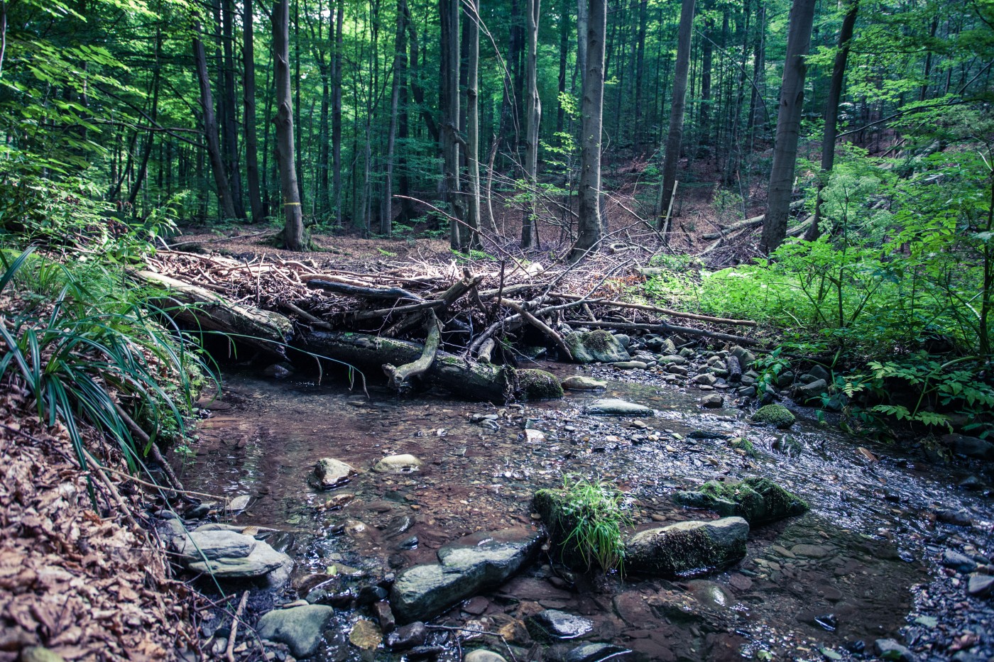 small dam on the stream created by the beaver in rainforest Vinatovaca in Serbia, East Europe